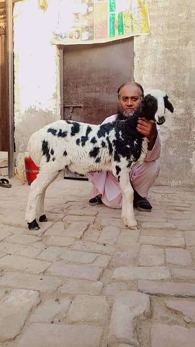 ablak print dumba | Sheep | Goat | Bakra Kheera bacha | For sale