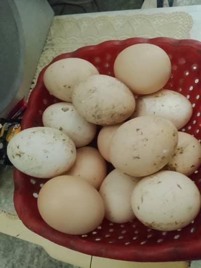Dasi eggs
