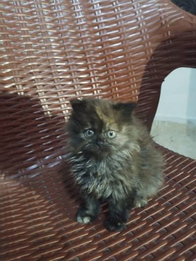 Persian kitten for aale