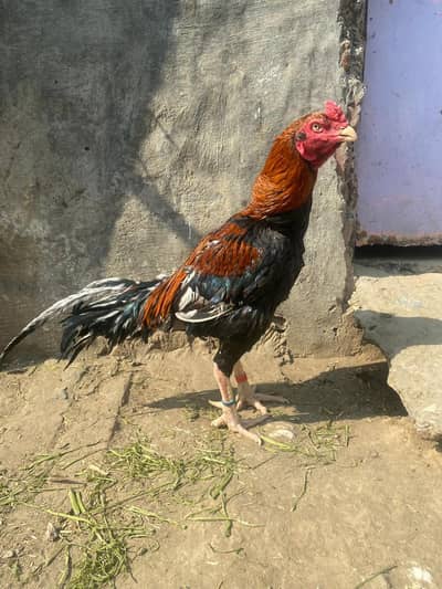 Turkish Hint heavy bone structure Bohat mazboot chez hai