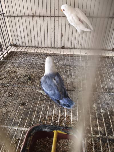 Blue opline patha and Albino red eyes male x blue split ino pair