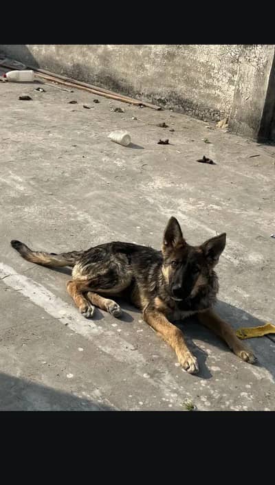 Long coat German shepherd for sale exchange possible