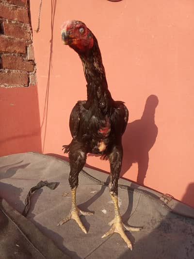 parrot beak & Qandhari