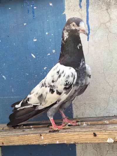 Teddy pigeon | کبوتر | Kabotar | pigeon Sale