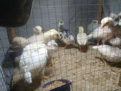 full white Aseel chicks