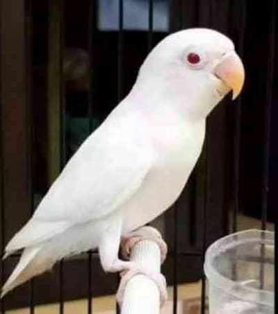 some love birds for sale onlyon 850 par pice