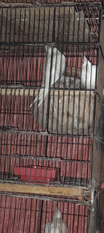 cocktail eno red eyes