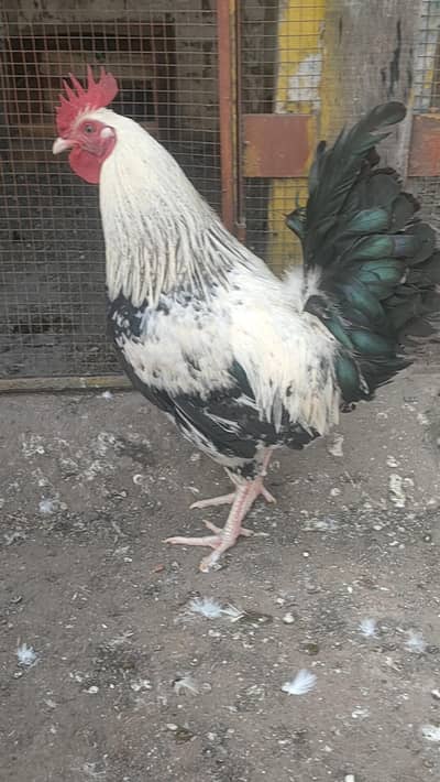 desi Murga ghr ka Pala howa