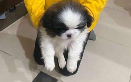 Shihtzu Female Puppy / Shihtzu maltese Puppy/ dog for sale