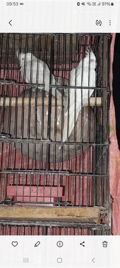 cocktail eno red eyes