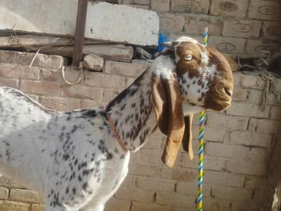 Makki Cheeni Laal Betal