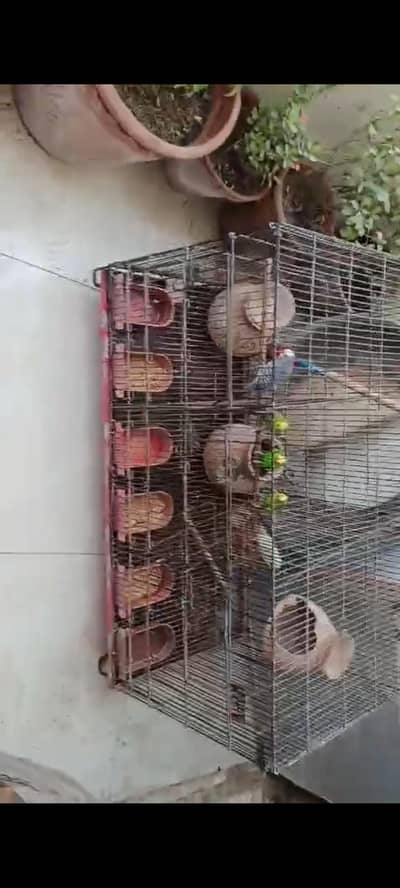 bird's cage like a new