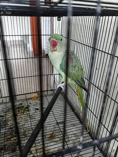 raw parrot for sale
