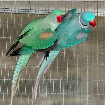 raw parrot for sale male female available my WhaApp number 03457084434