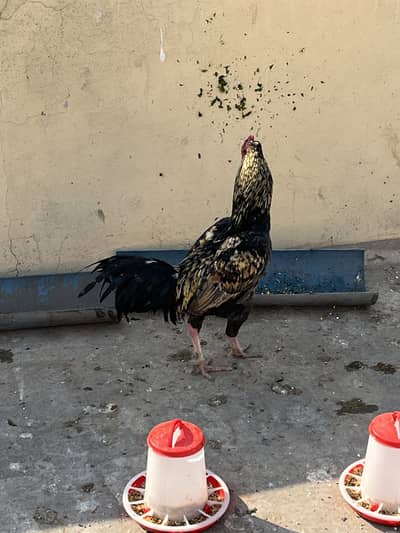 Strong Mianwali Type Aseel Rooster – 9 Months – Healthy