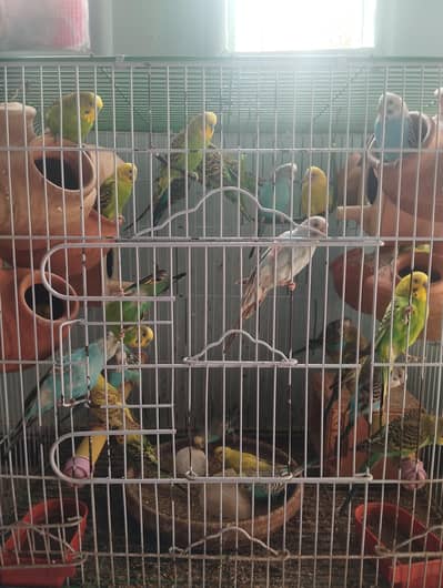 Australian Parrots for sale