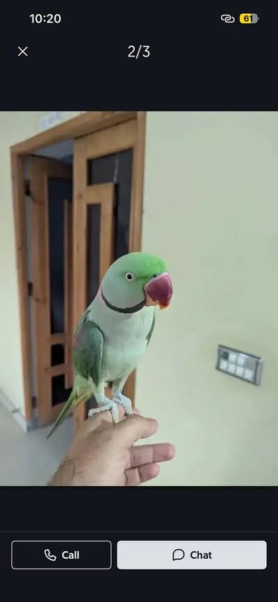 i am selling raw parrot age 17 month