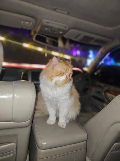 for sale contact number 03105756986