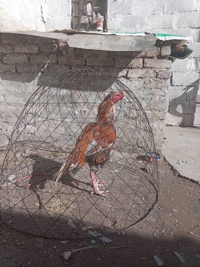 I am sell my Aseel birds rampuri aseel