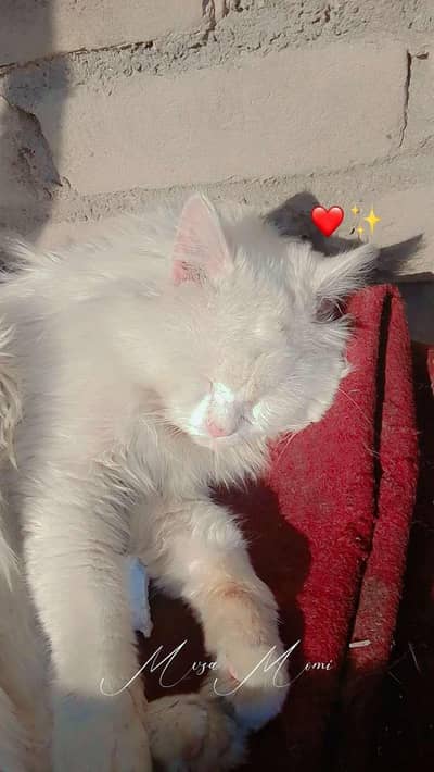 we want female Persian cat kindly read description