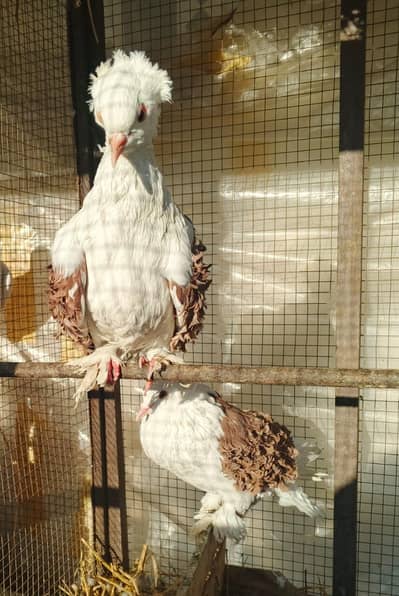 Frill Back Fancy pair for sale 0300 8888994  w-App