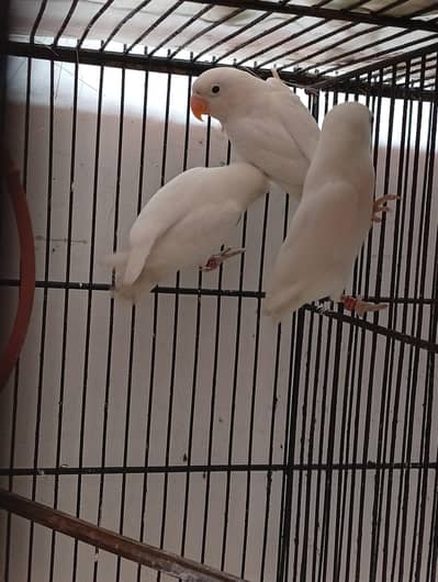 Albino black eye pathy 3