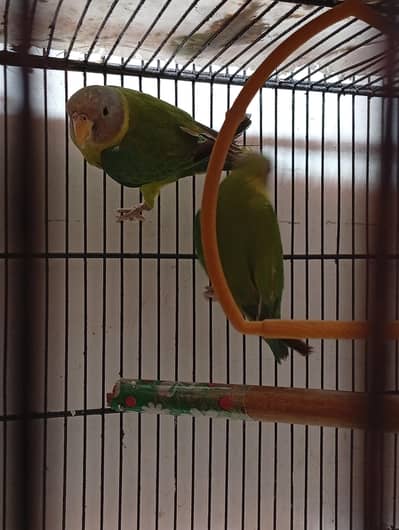 Cremino Decino and plump head