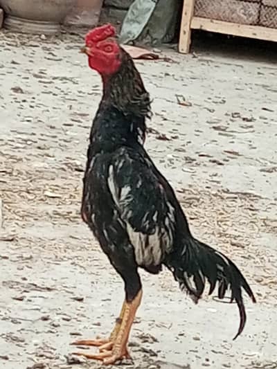 Aseel sawa pair breeder