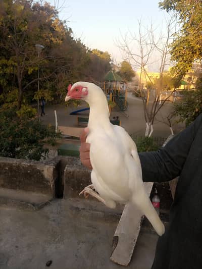 2 Heeri females forsale || Eggs dy rahi hyn.