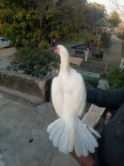 2 Heeri females forsale || Eggs dy rahi hyn.