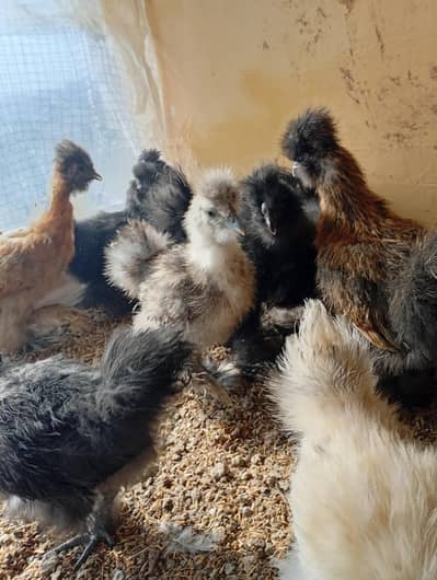 Black silky chicks for sale