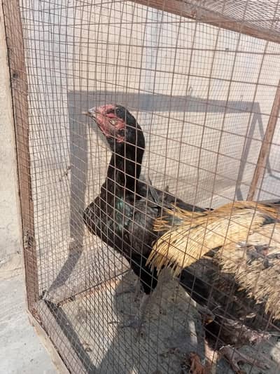 one male and to female