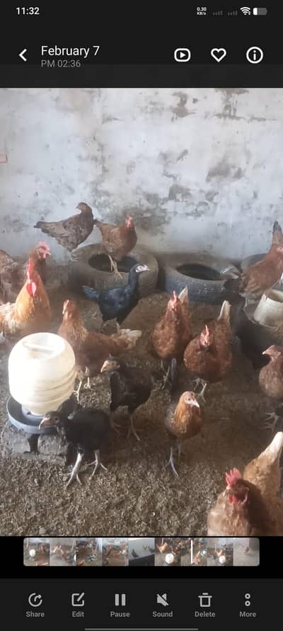 Golden Mesri hen  ready to egg lying