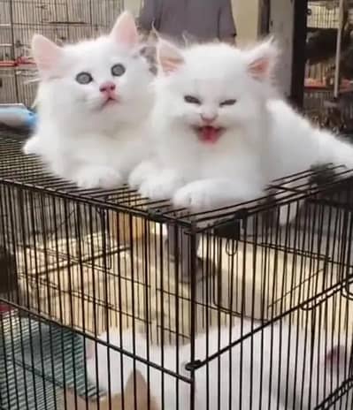 Persian female kitten for sale My WhatsApp number 03 20 24 100 47