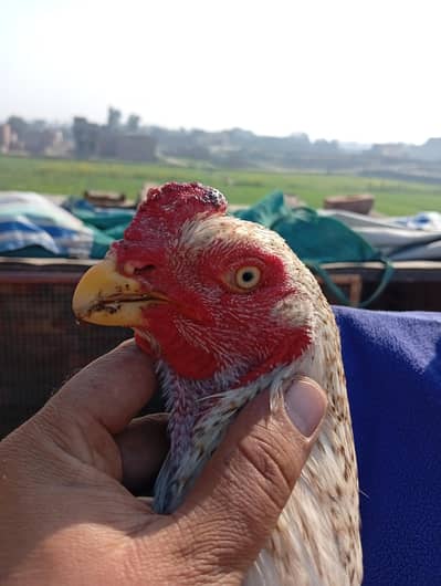 parrot beak cross Shamo patha