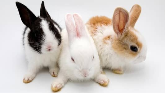 Cute little rabbit babies