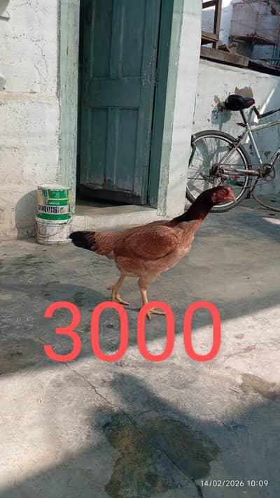 Aseel and misri hens,Cock