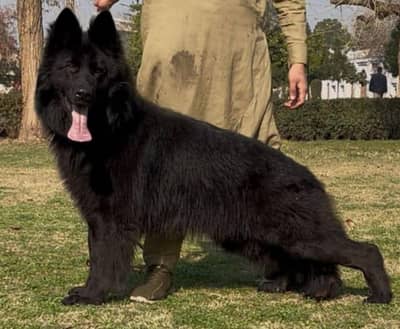 Long coated Black German shepherd male available for sale
