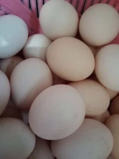Home farm desi eggs original guaranteed.