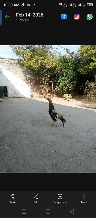 high quality miawali aseel