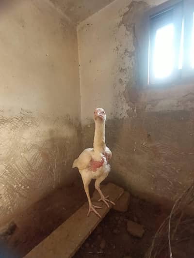 Paper white heera pathi Age Almost 8 to 9 months