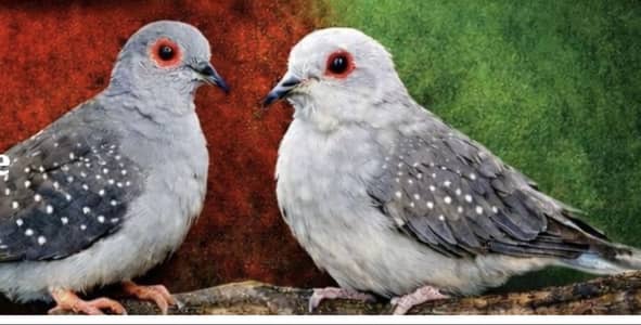 Diamond Doves