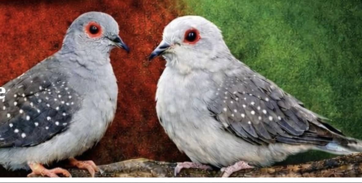 Diamond Doves 0