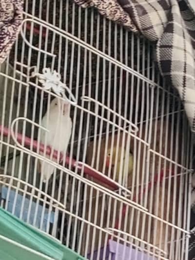 albino red eays male red eays p Fisher female