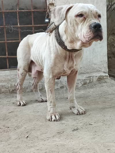 American bully male