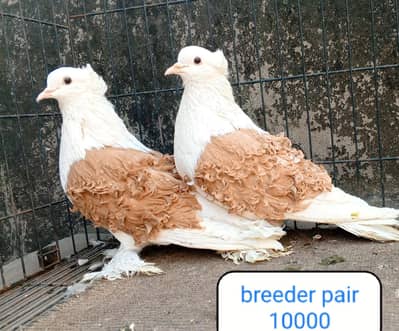 fancy pigeon | kabutar| Jacobin|  frillback saddle | amarican fantail|