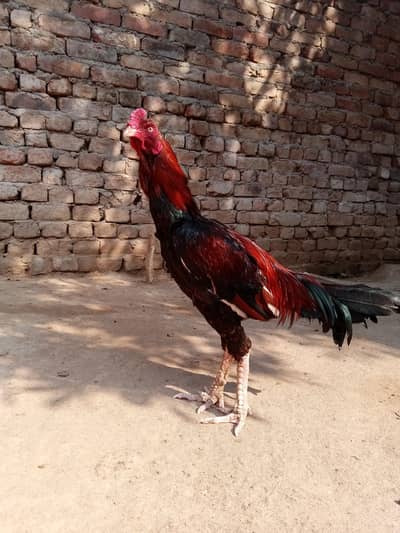 Pakistani Elite quality Breeder male