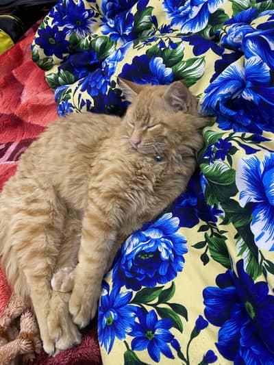 Male cat for sale 03085600316