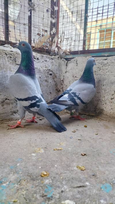 Blue bar pigeon breeder pair important blood line