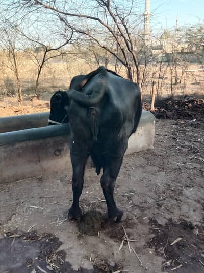 ساہیوال نسل کی بھینس